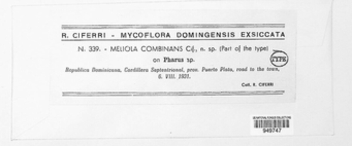 Meliola combinans image